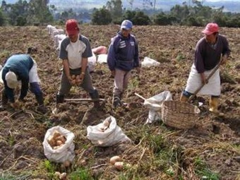 Papicultores del oriente del país piden ser incluidos en compra de producto