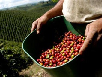 Cafeteros han recibido $885.000 millones en ayudas del Gobierno