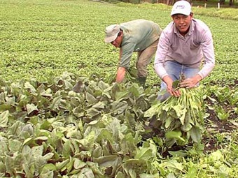 Fijan fecha para comienzo del censo nacional agrario