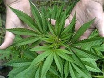 Uruguay aprueba inédito plan para legalizar la marihuana