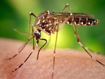 En diciembre se podrían incrementar los casos de dengue en el país