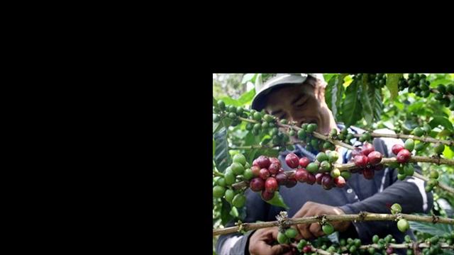 Producción de café a corte de abril llegó a 3.5 millones de sacos