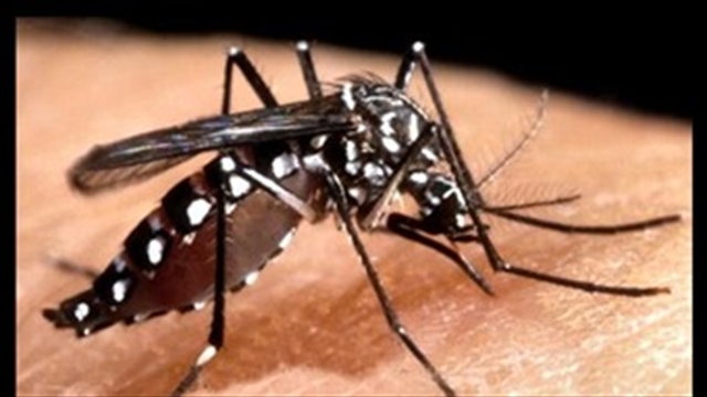 Junto al chikungunya se expande el virus mortal del dengue