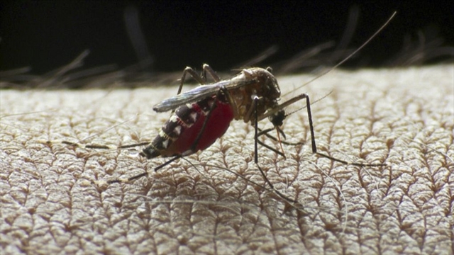 En 2014 por dengue murieron 88 personas