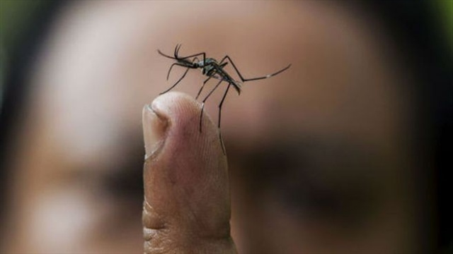 Vaupés es el único departamento del país libre de chikungunya