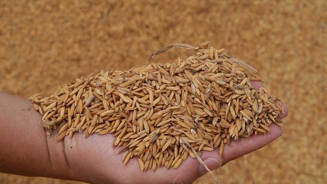 ​SIC sancionará a molineros de arroz por violación a la libre competencia