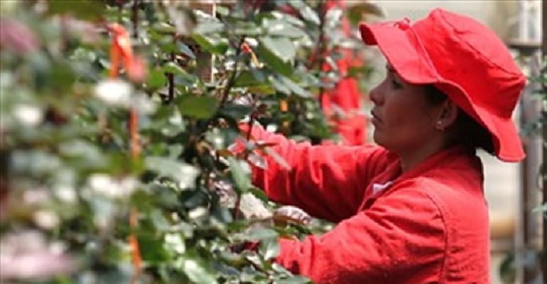 Utilidades de empresas de flores en Colombia presentaron fuerte repunte