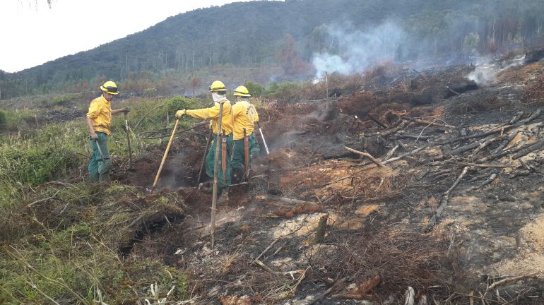 Alerta por incendios forestales: Alerta naranja en el Tolima por incendios forestales