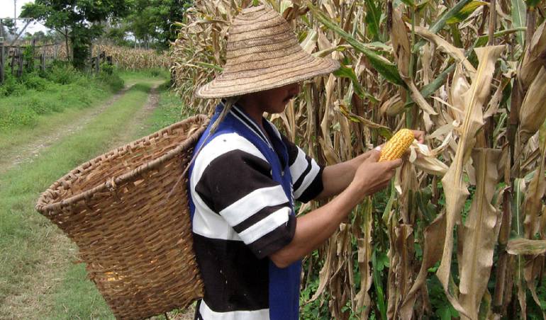 En marcha ambicioso plan agrícola para reducir importaciones