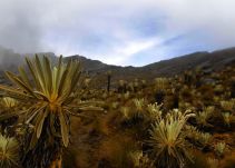 Alistan plan de protección a nueva especie de frailejón hallada en Boyacá