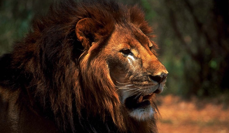 África Occidental y Central pueden perder la mitad de sus leones en 20 años