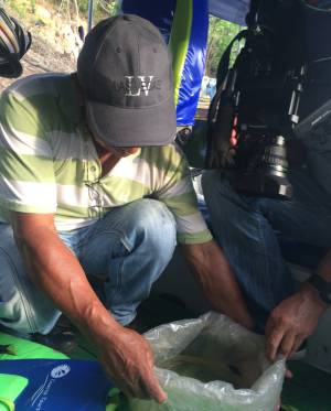 Una oportunidad para los peces del Orinoco Una oportunidad para los peces del Orinoco