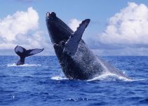 Sea Shepherd condena el anuncio de Japón de reiniciar la caza de ballenas