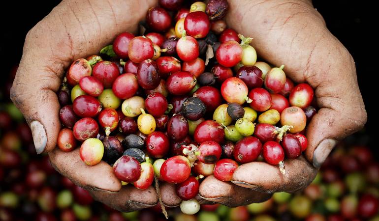 Producción de café en noviembre aumentó un 19%: Fedecafé