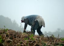 Medidas para mitigar impacto de las heladas son insuficientes: campesinos