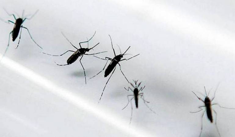 Autoridades de salud vigilan 14 embarazadas con Zika