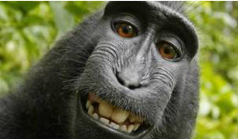 Mono se toma selfie: Niegan derechos de autor al mono que se hizo un selfie