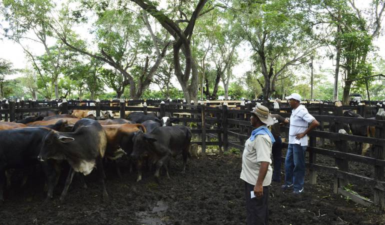 tratamientos capilares reses: Con tratamientos capilares delincuentes escondían reses de contrabando