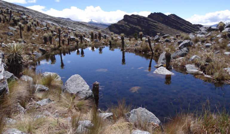 Fotografía del paisaje con agua cristalina y frailejones en el Cocuy. Foto: CC / Petrus.