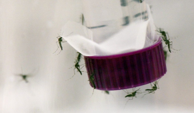 Fotografía facilitada por la OIEA de un recipiente con insectos esterilizados en el labortatorio del OIEA en Seibersdorf, en las afueras de Viena. El OIEA, la agencia atómica de la ONU, espera trasladar a Brasil su técnica del insecto estéril (SIT, en sus siglas en inglés) "lo antes posible" para reducir la población del mosquito "Aedes aegypti" que trasmite el virus del Zika.