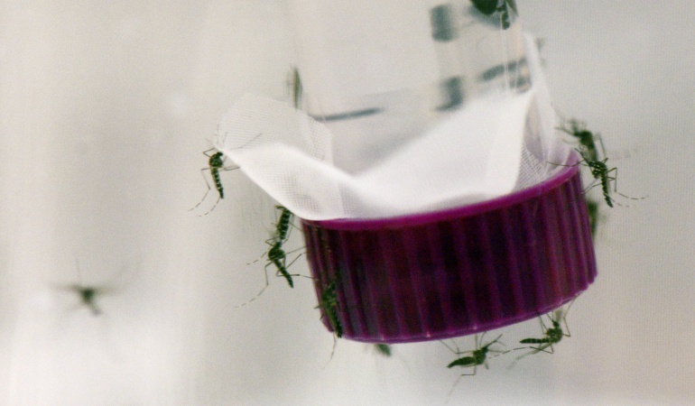 Venta de sapos y ranas en Argentina Zika: La venta de sapos y ranas en Argentina aumenta debido al Zika y al Dengue