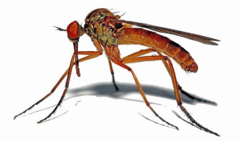 Zika Micorcefalia: La OPS estima que habrá unos 2 o 3 millones de casos de zika en Latinoamérica
