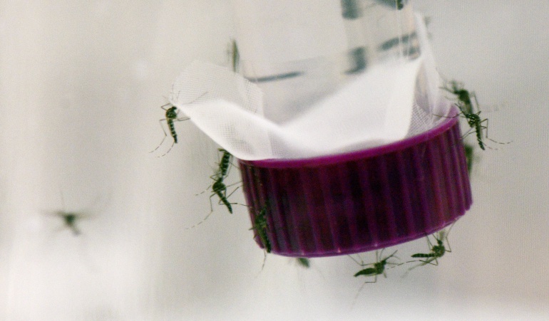 Las regiones con más casos de zika reportados en el país: Hay más de 37.000 colombianos con Zika