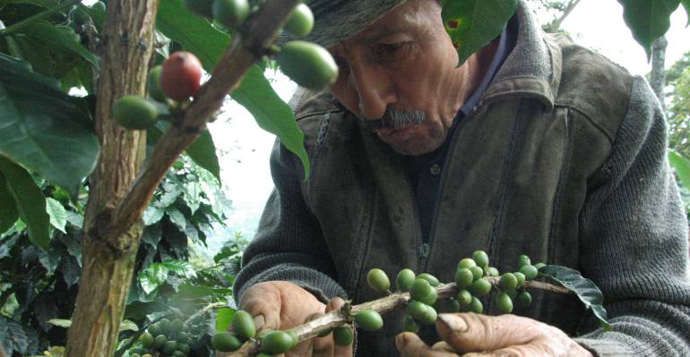 Federación pide a cafeteros colombianos que mantengan bajo control la broca