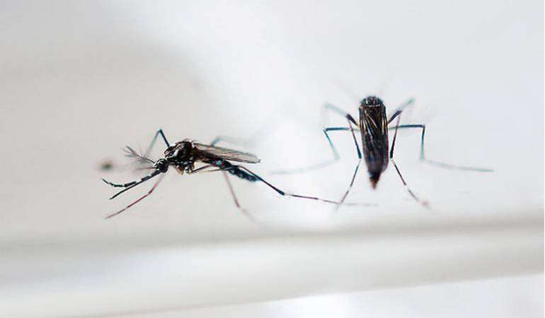 Chikungunya: El Chikungunya dejó 50 muertes en el país