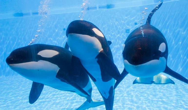 Show con orcas en SeaWorl será reemplazado: SeaWorld anuncia el fin de su programa de espectáculos con orcas