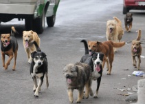 Alarma en Boyacá por ataques de perros y gatos transmisores de rabia