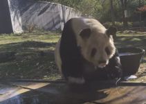 El refrescante baño del panda que se hizo viral