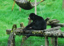 Fiscalía imputará cargos a un concejal por asesinato de oso de anteojos