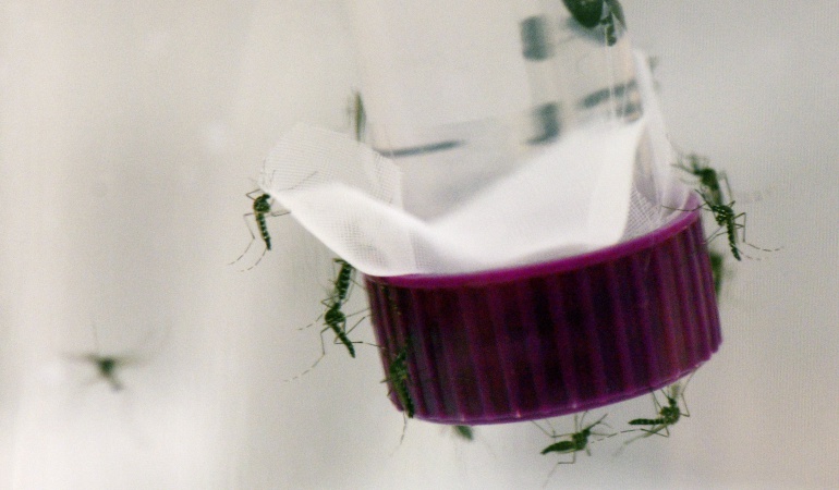 Más de 11.000 mujeres embarazadas en Colombia tienen Zika
