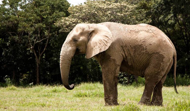 Elefante que predijo ganadores de partidos del Mundial 2014 vivirá en la Hacienda Nápoles