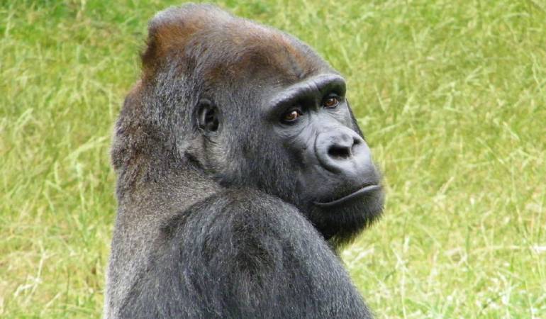 Gorila bebé casa sensación con su baile: El adorable bebé gorila que baila y hace piruetas en su jaula