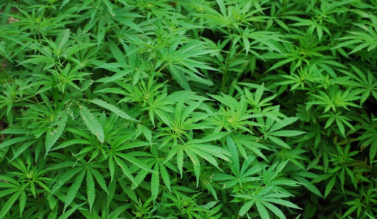 consumo de droga Colombia: El uribismo propondrá descriminalizar el consumo de droga en Colombia