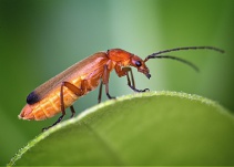 Por qué hay atletas que comen insectos para mejorar su rendimiento
