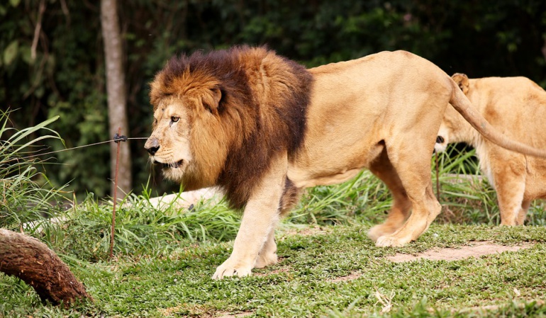 Joven suicidio zoológico: Sacrifican a dos leones en zoológico chileno para salvar a joven que entró a la jaula