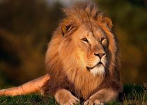 Leona asesina al León con el que convivió por 8 años