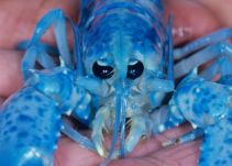 El excepcional hallazgo de dos langostas azules