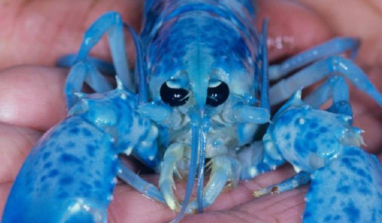 Langosta azul: El excepcional hallazgo de dos langostas azules