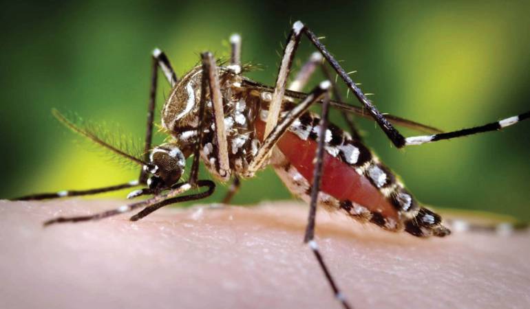 El mosquito Aedes Aegypti, principal transmisor del dengue, chikungunya y zika, se encuentra en más del 90% de los municipios de Colombia.
