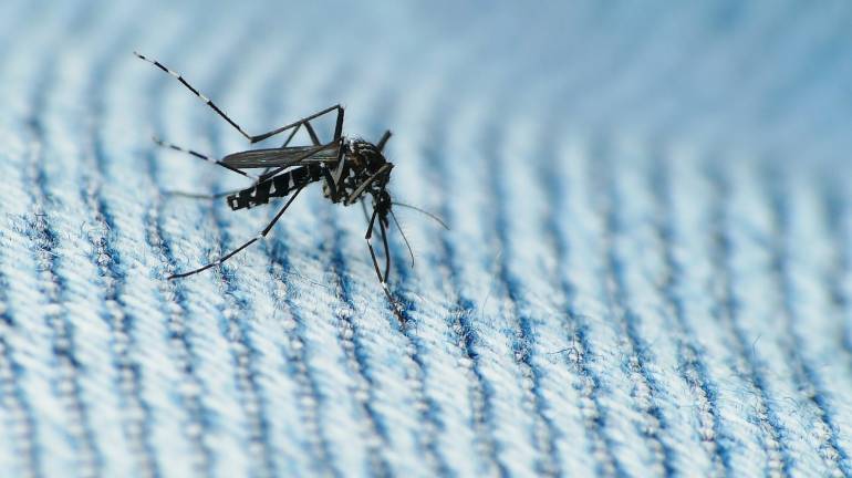 OMS duplica periodo sexo seguro o abstinencia de quienes retornan zonas zika