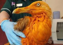 La gaviota que se volvió naranja tras caer en un tanque repleto de curry