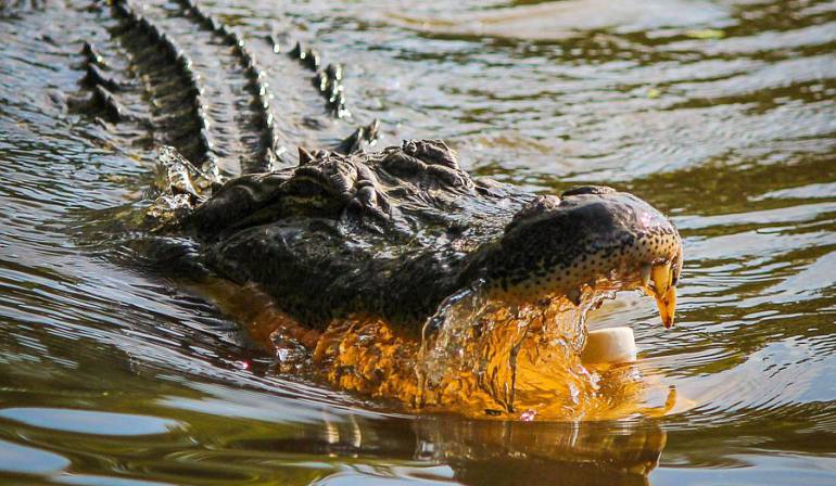 Niño es atacado por un caimán en Estados Unidos: Policía de EEUU busca a un niño de dos años arrastrado al agua por un caimán