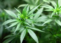 Gobierno autoriza primera licencia para producción de derivados de cannabis