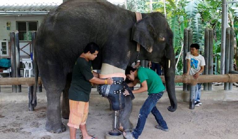 Elefante que perdió una pata: Mosha, la elefante que recibió una prótesis tras perder una pata por la explosión de una mina