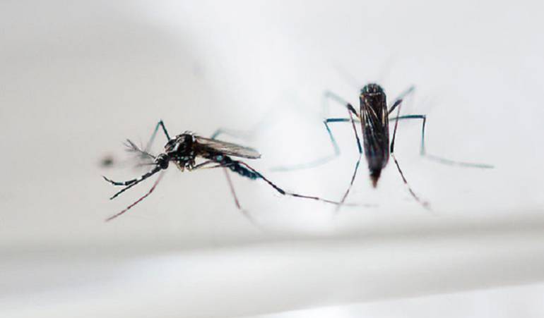 Expansión mundial del zika: Epidemia del zika sigue siendo una emergencia sanitaria de alcance internacional