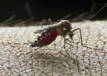 Científicos de EE.UU. localizan anticuerpos que protegen del zika